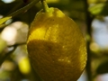 Citrus didscuria IMG_9302 Cytryna